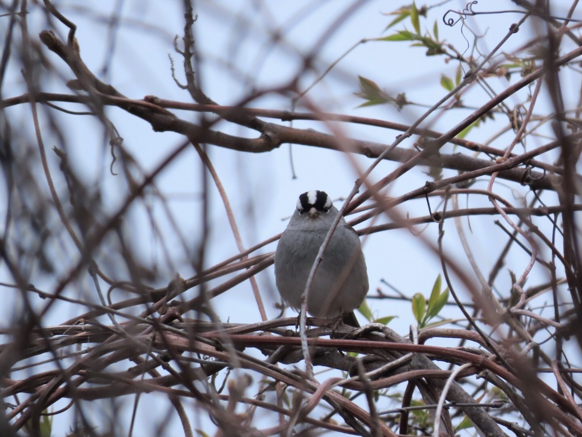 White-crowned Sparrow - ML618388852
