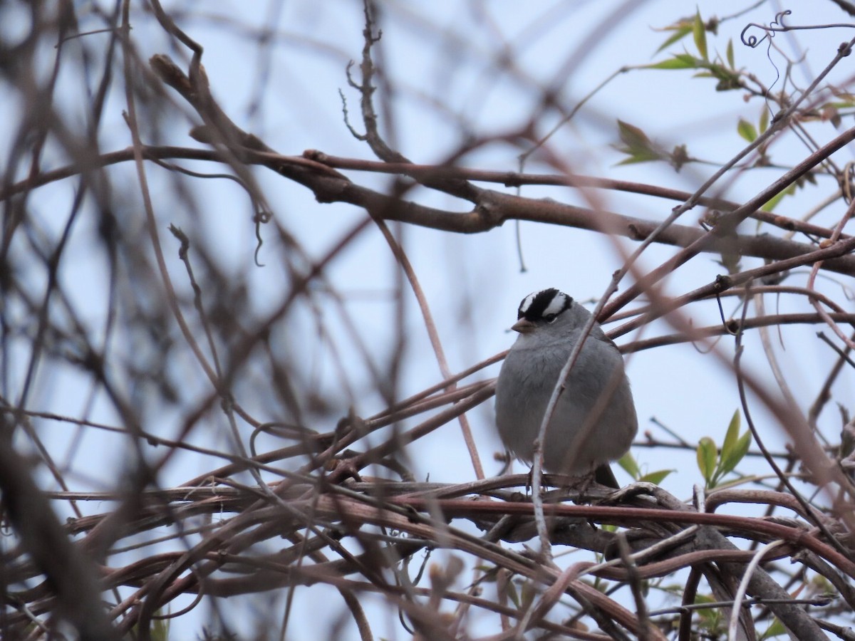 White-crowned Sparrow - Tania Mohacsi