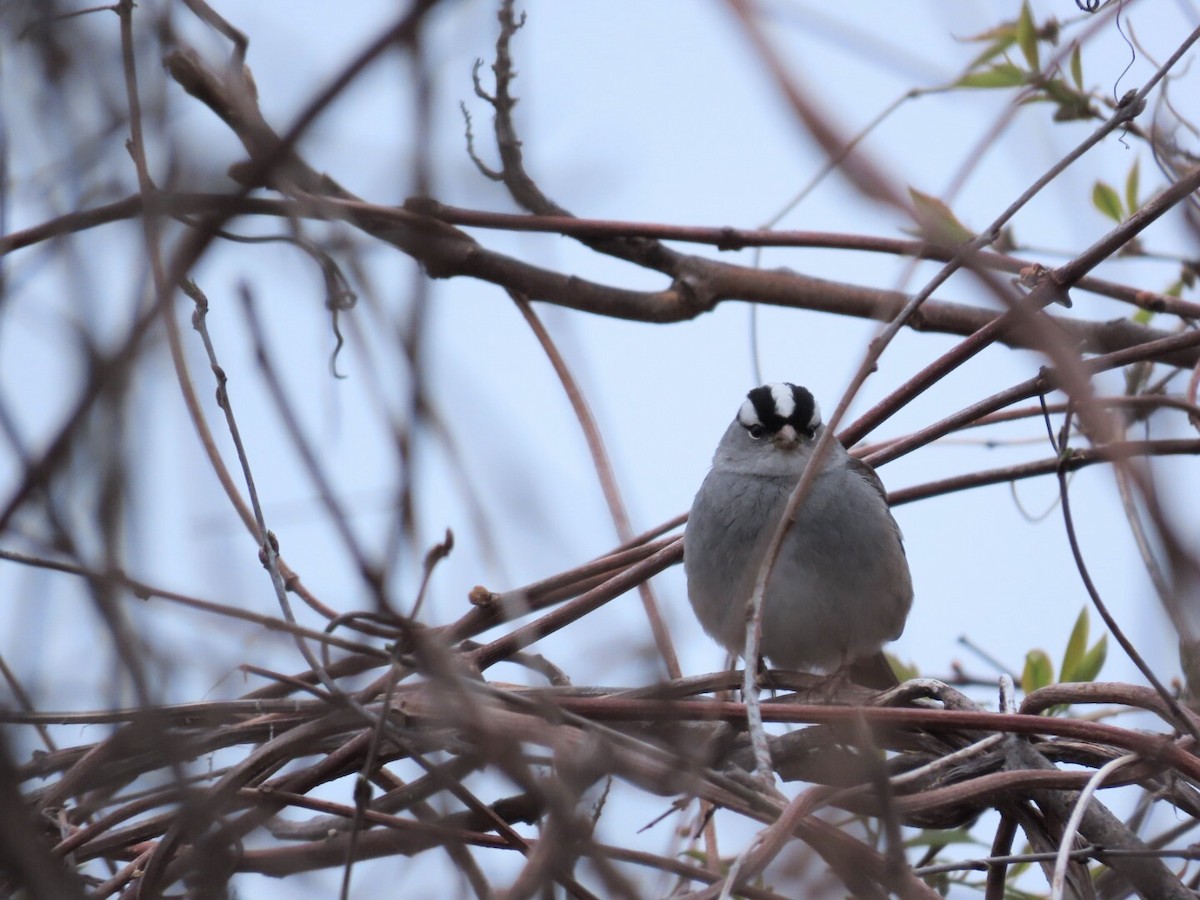 White-crowned Sparrow - ML618388854