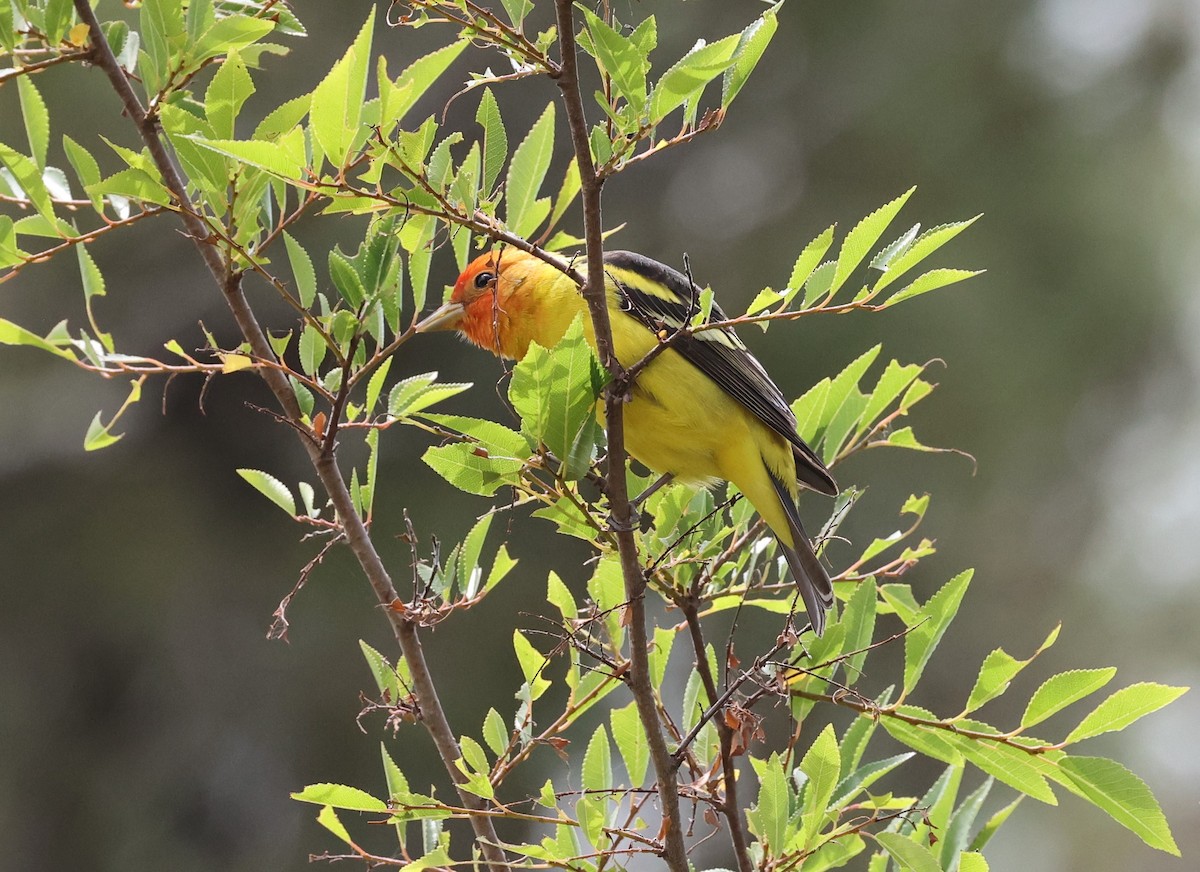 Western Tanager - ML618388885