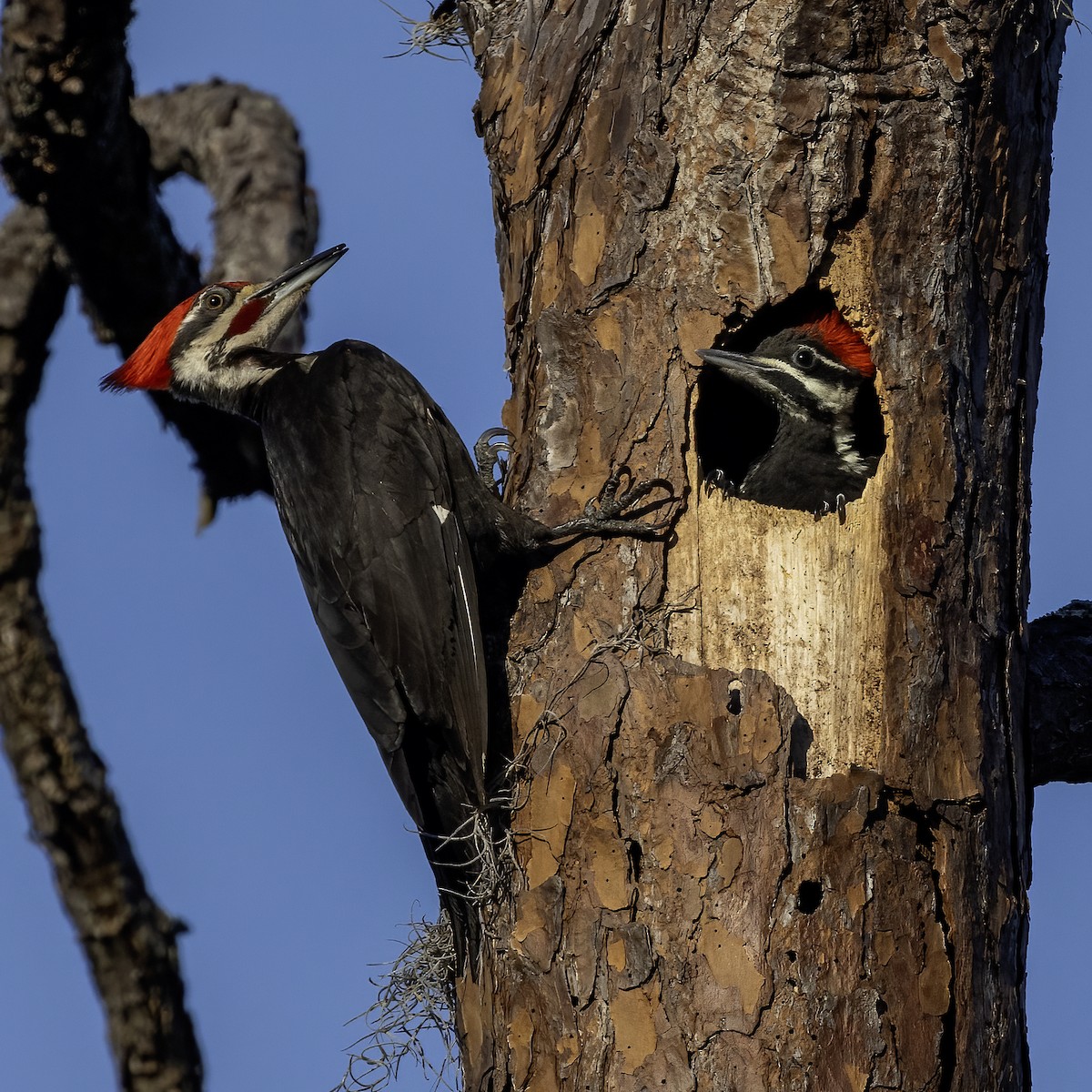 Pileated Woodpecker - ML618388897