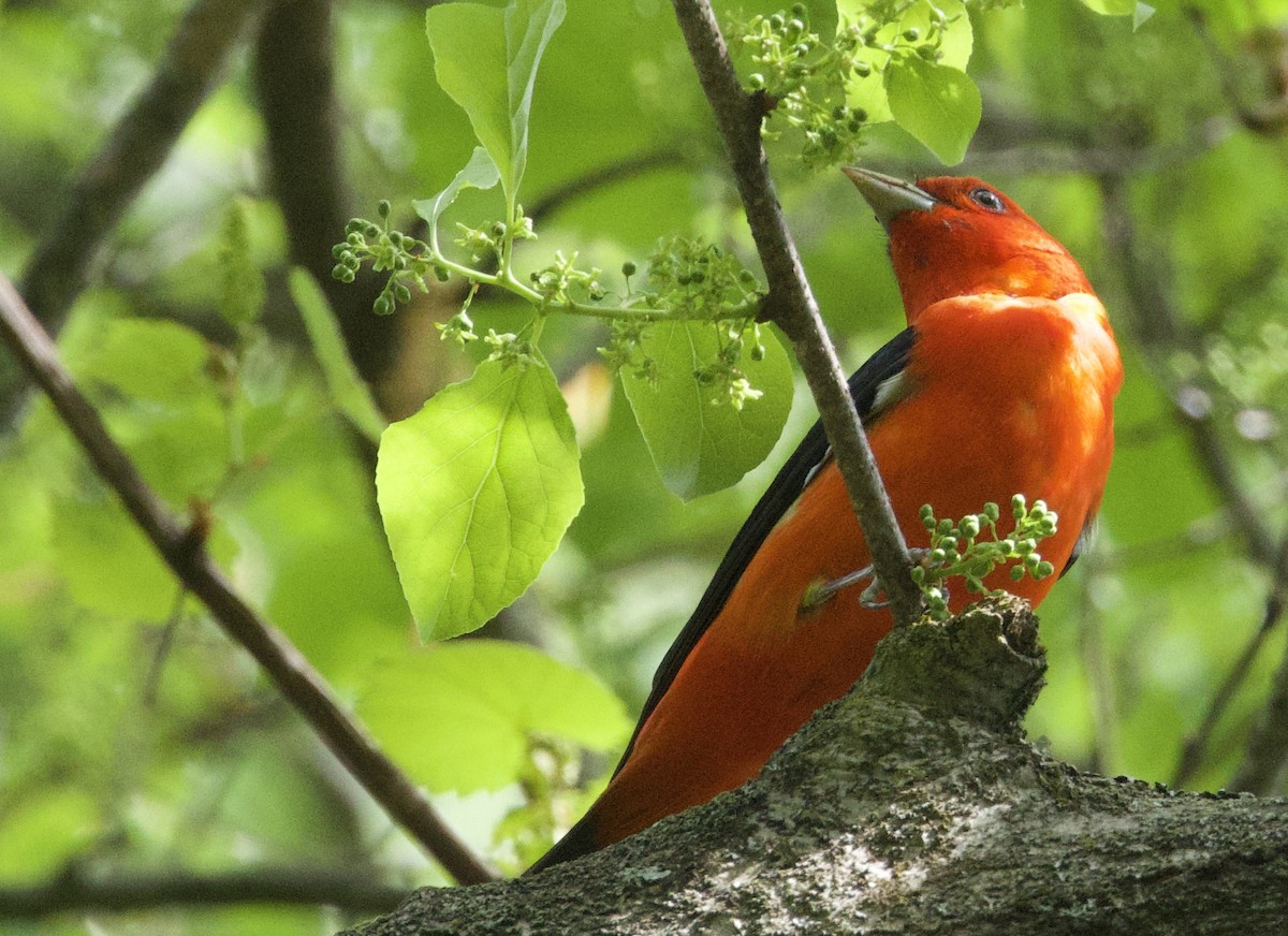 Scarlet Tanager - Toby Ditz