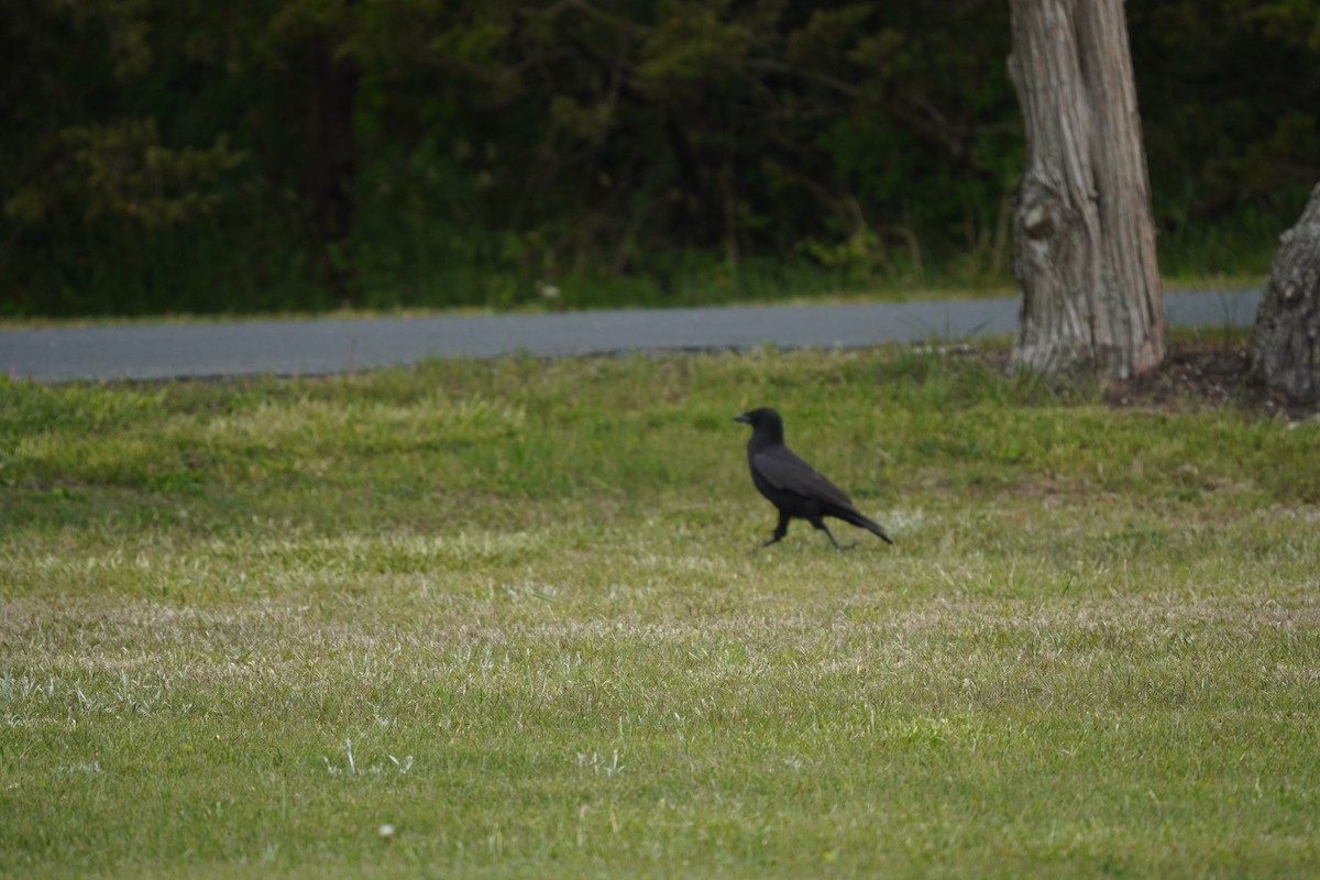 Corvus sp. (crow sp.) - ML618388912
