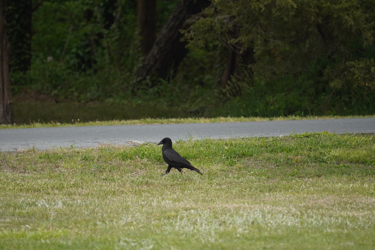 Corvus sp. (crow sp.) - ML618388915