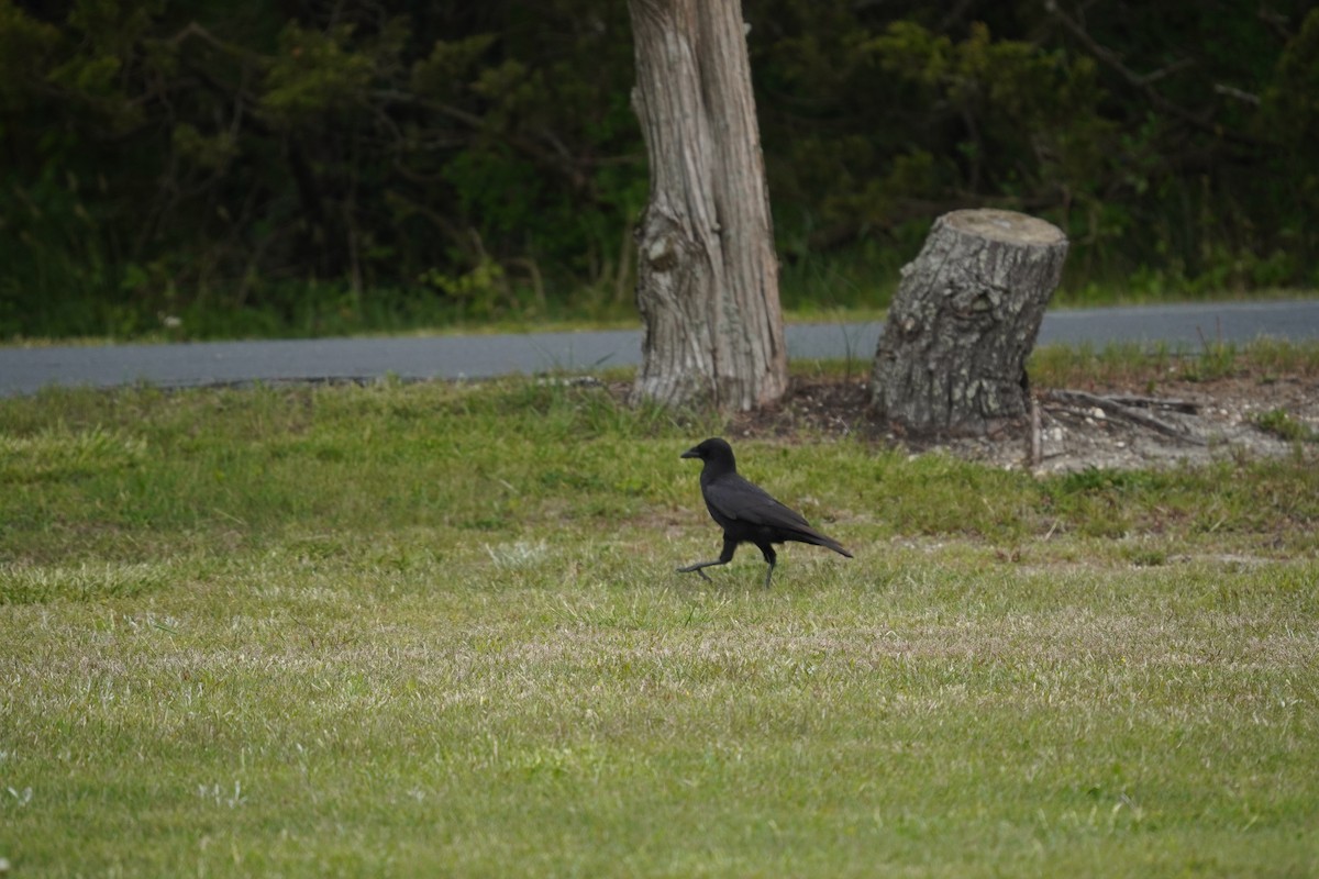 Corvus sp. (crow sp.) - ML618388916