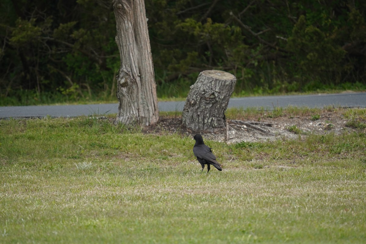 Corvus sp. (crow sp.) - ML618388918