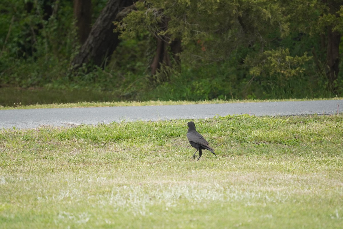 Corvus sp. (crow sp.) - ML618388922