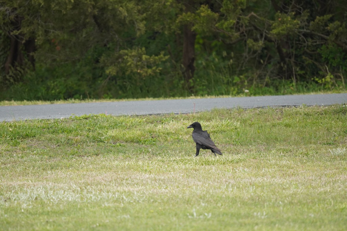 Corvus sp. (crow sp.) - ML618388923