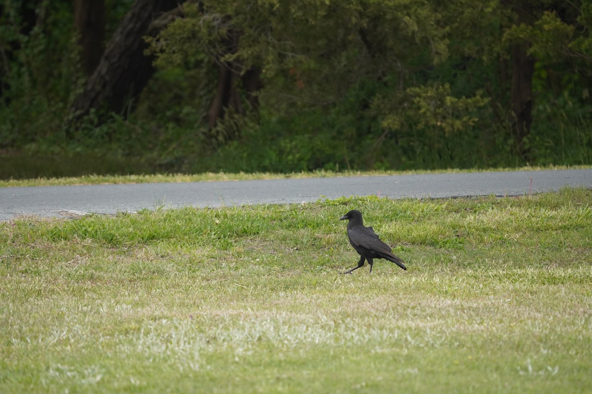 Corvus sp. (crow sp.) - ML618388925