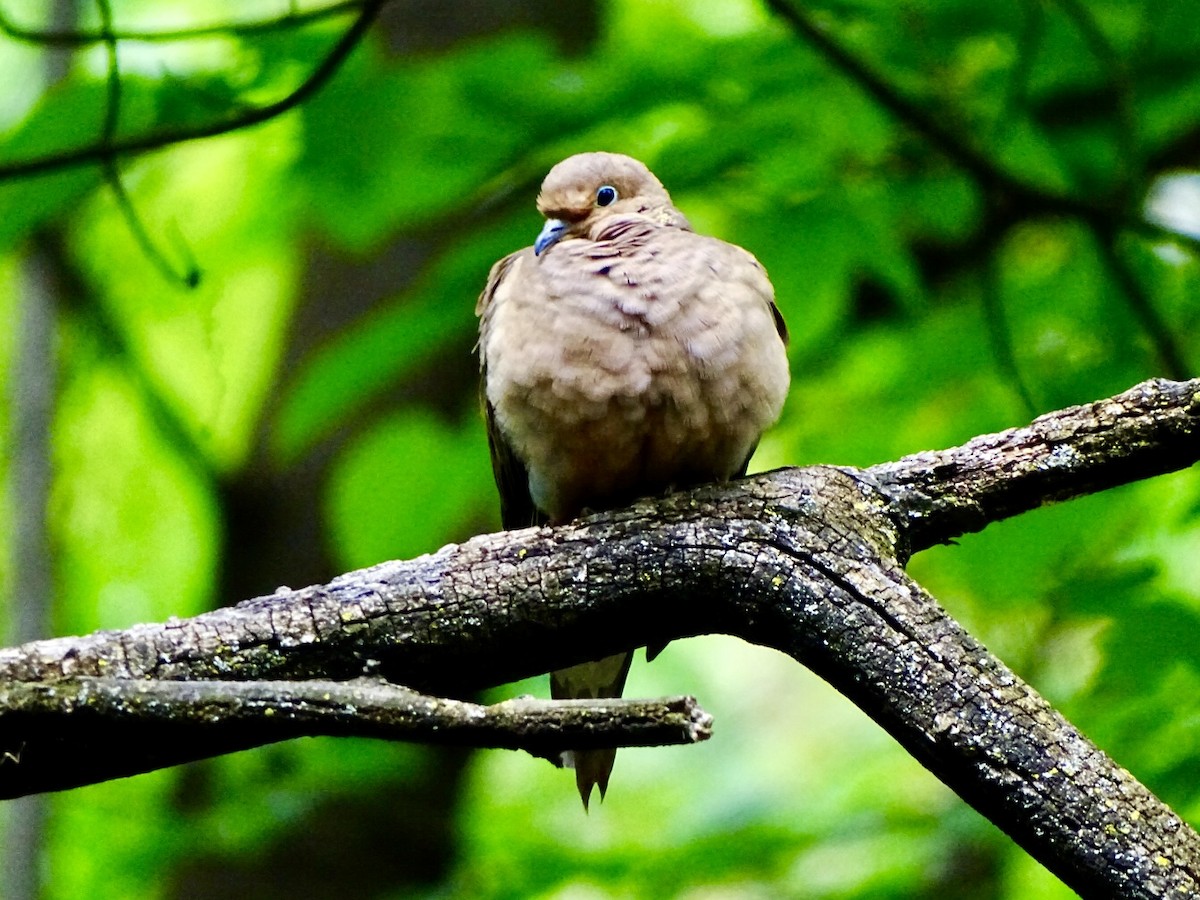 Mourning Dove - Janet Wooten