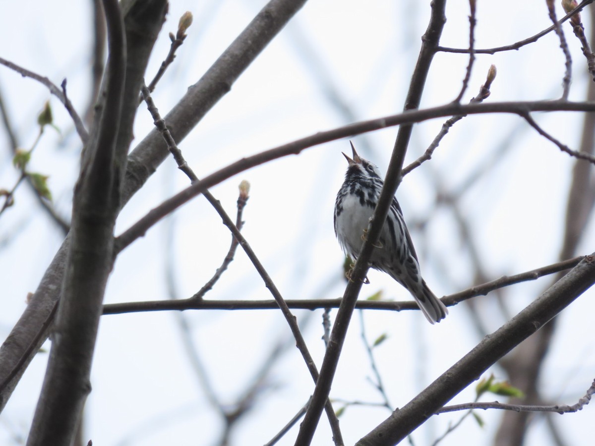 Black-and-white Warbler - ML618388953