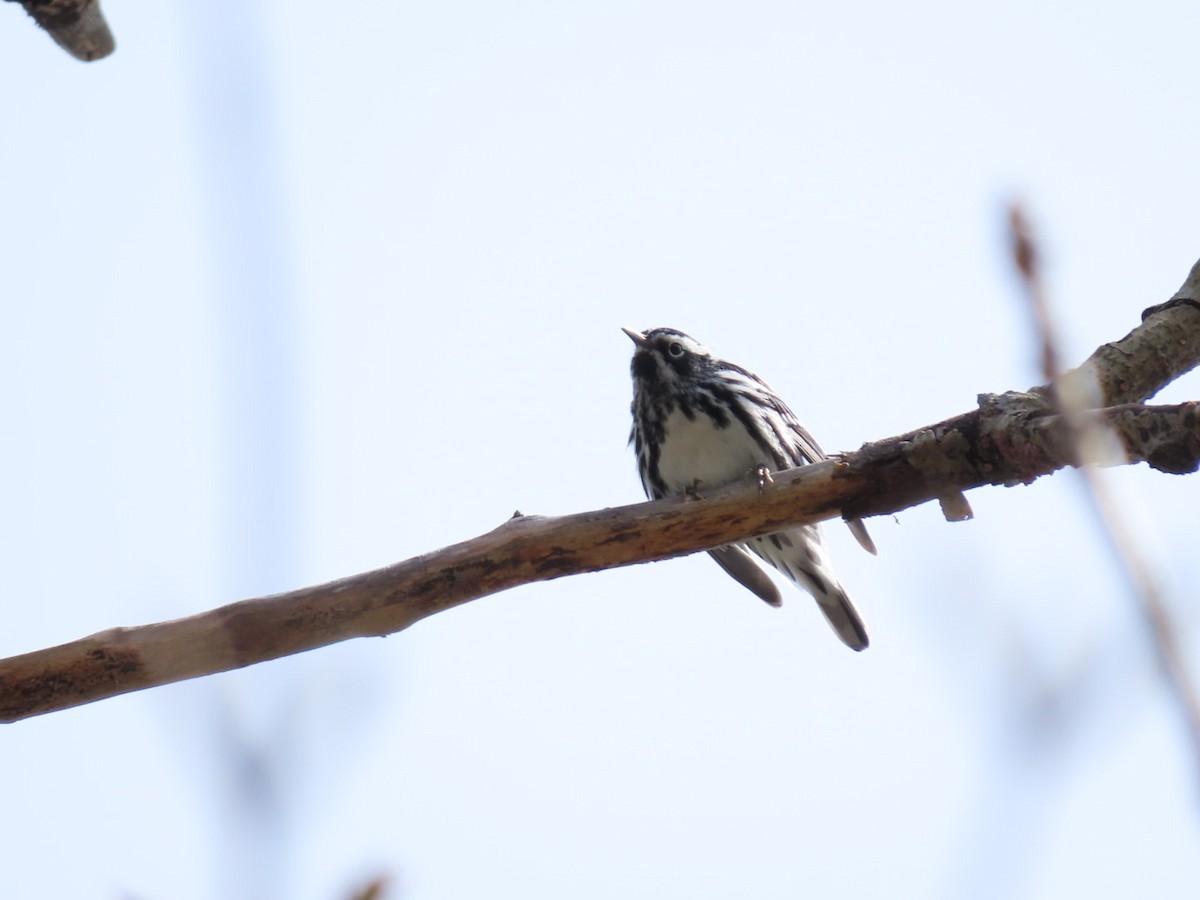 Black-and-white Warbler - ML618388954