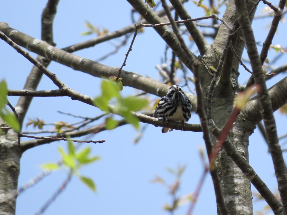 Black-and-white Warbler - ML618388955