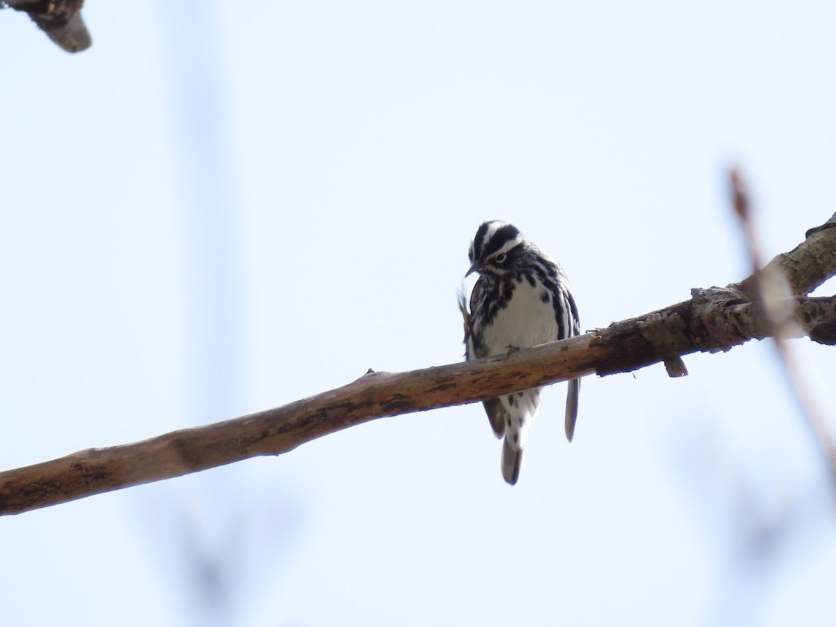 Black-and-white Warbler - ML618388956