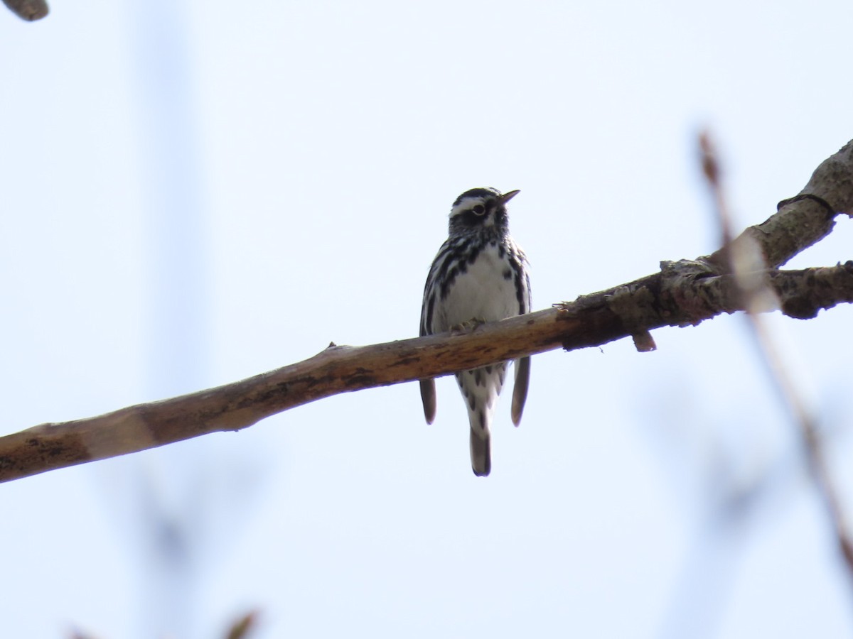 Black-and-white Warbler - ML618388957