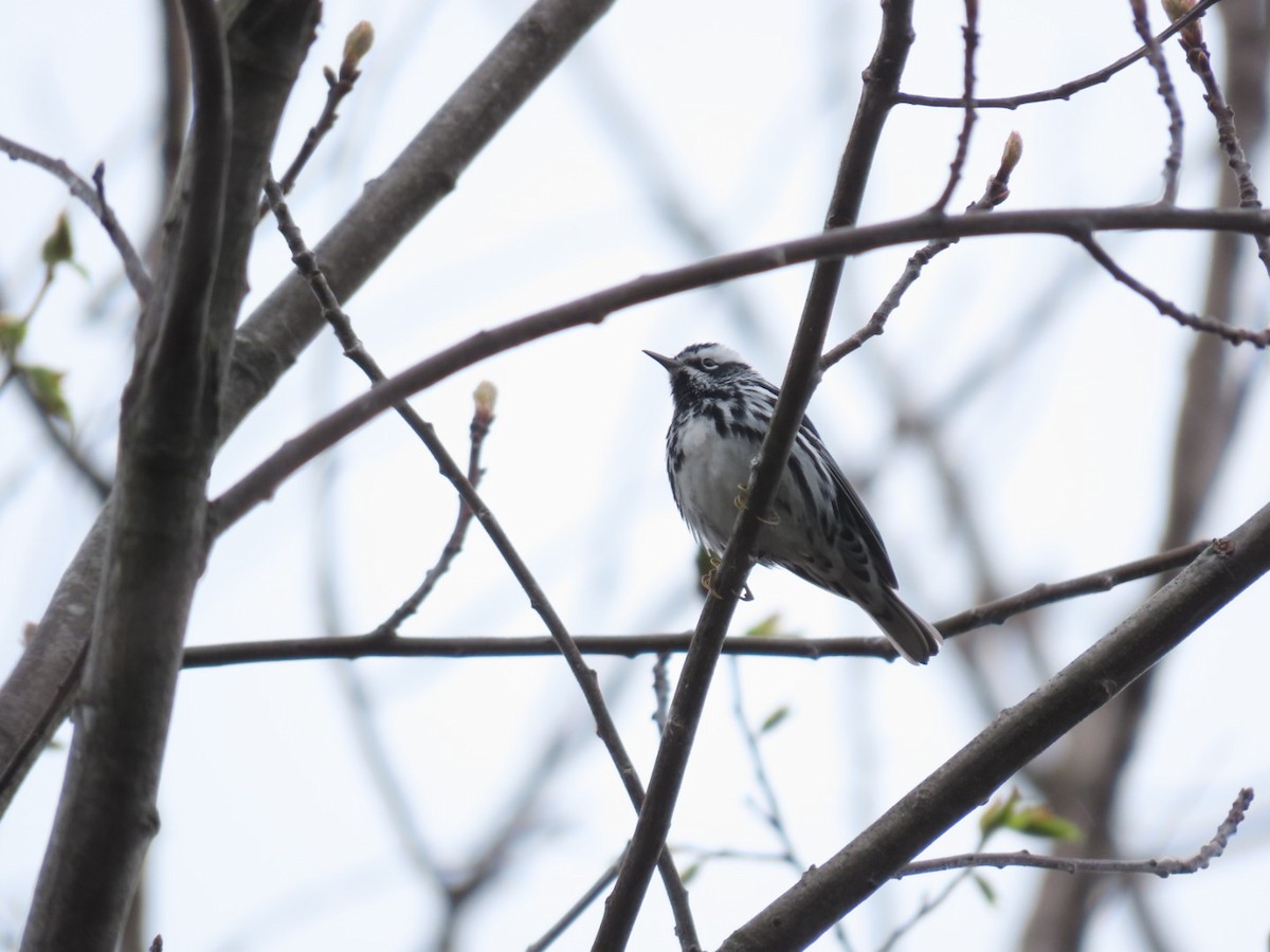 Black-and-white Warbler - ML618388958