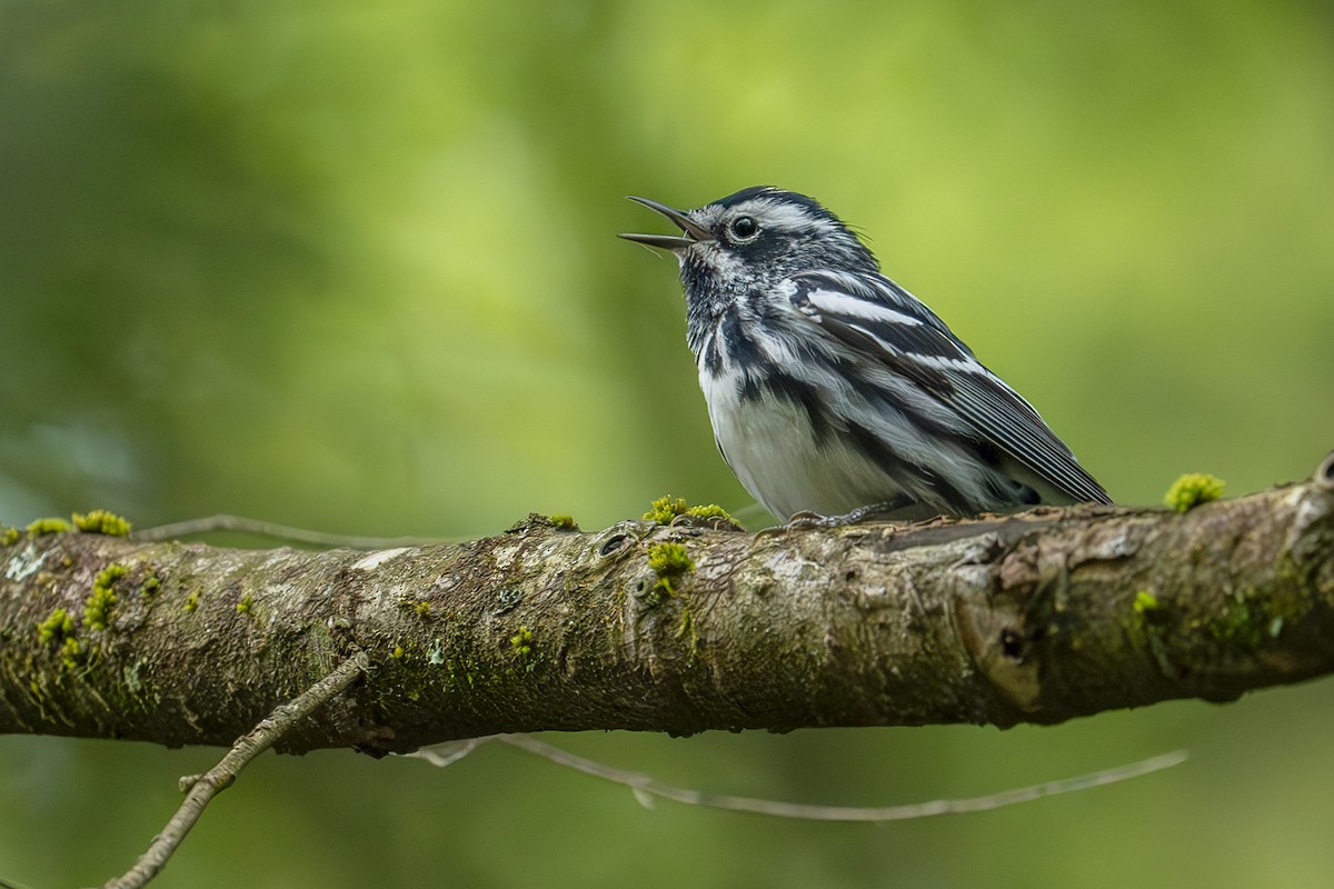 Black-and-white Warbler - ML618389108