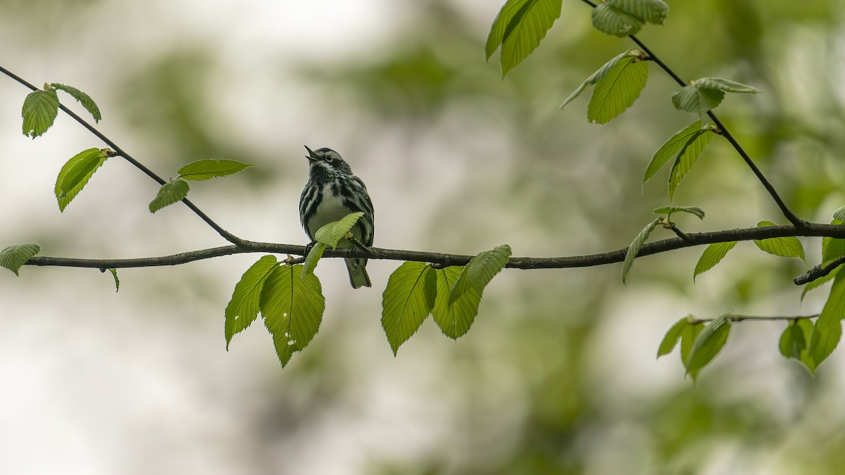 Black-and-white Warbler - ML618389109