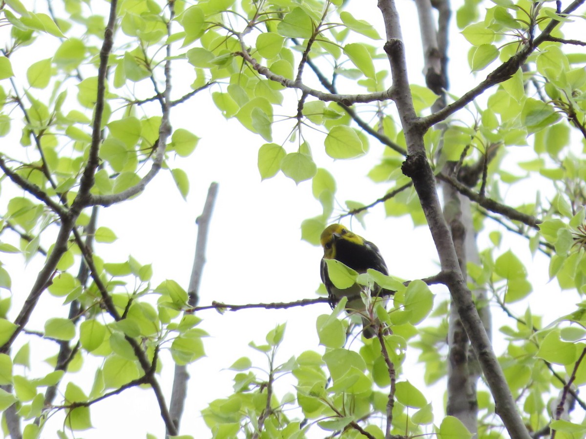 Black-throated Green Warbler - ML618389110