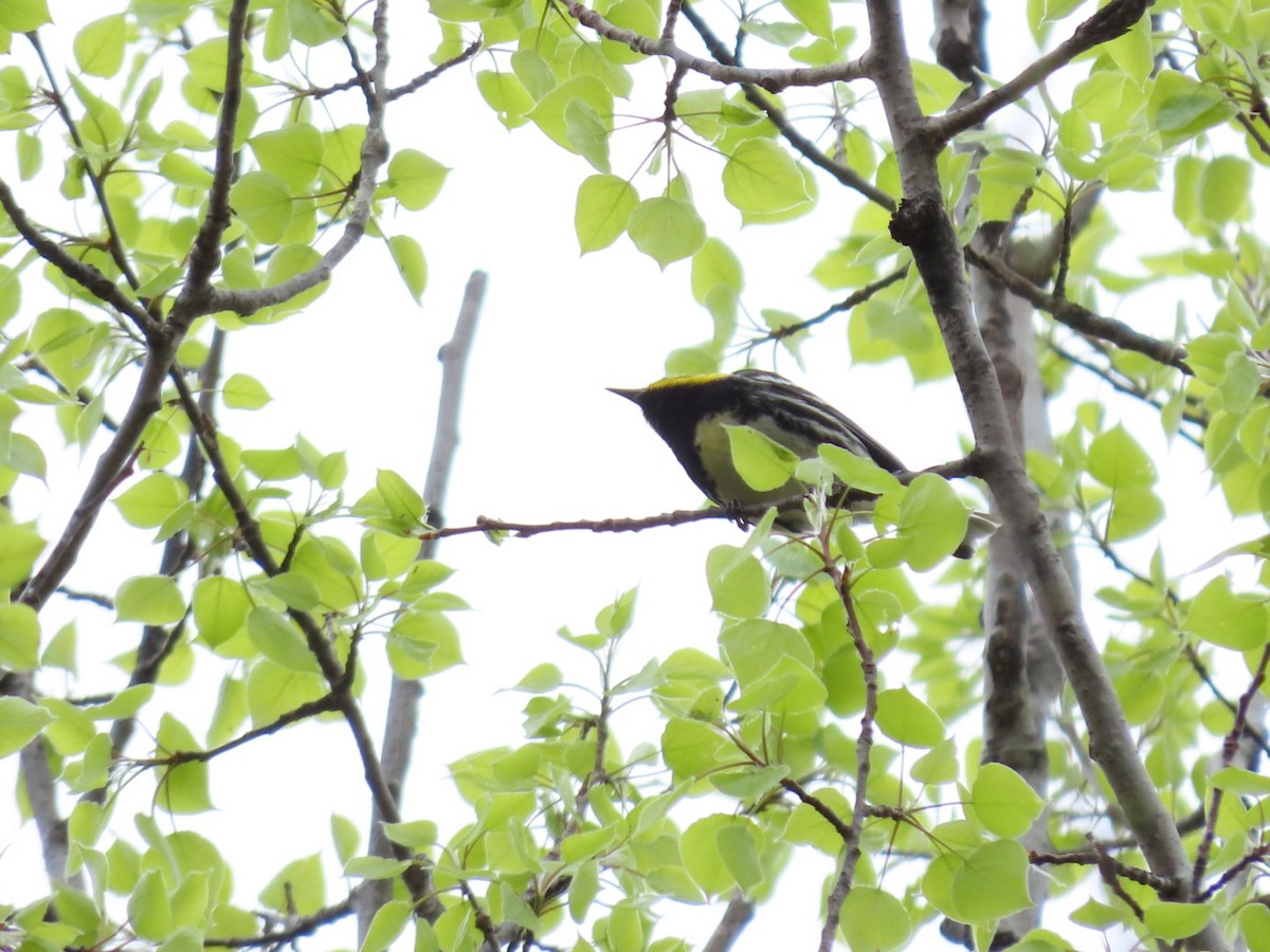 Black-throated Green Warbler - Tania Mohacsi