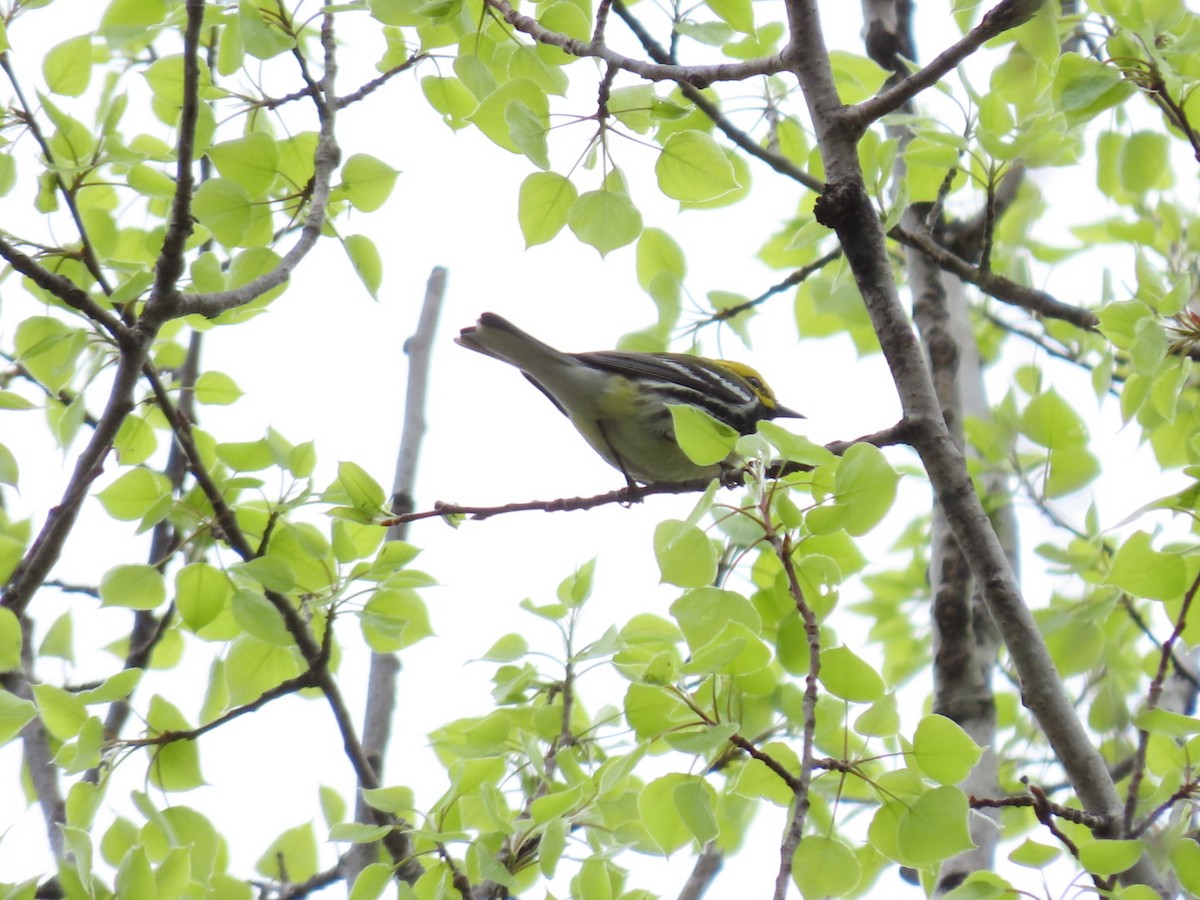 Black-throated Green Warbler - ML618389113