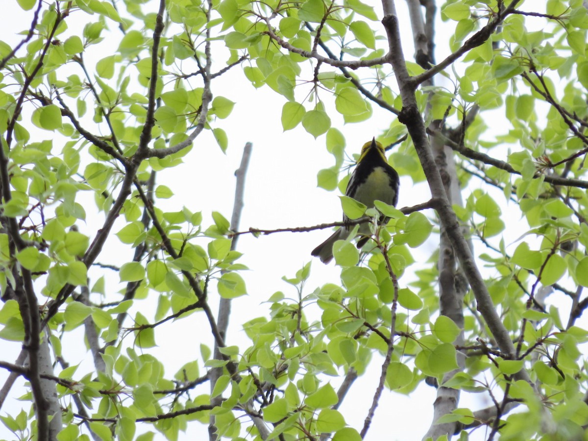 Black-throated Green Warbler - ML618389114
