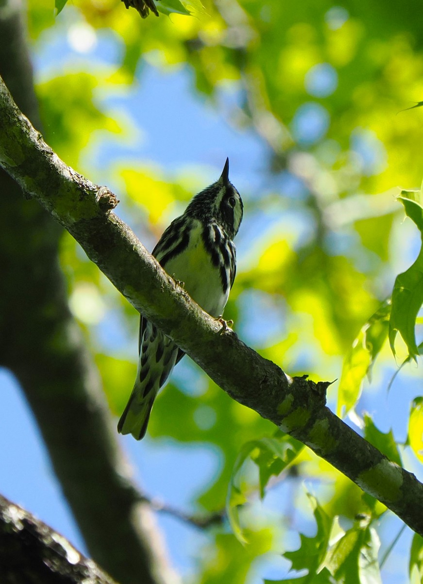 Black-and-white Warbler - ML618389118