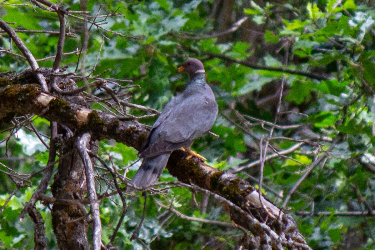 Band-tailed Pigeon - Yixiao Liu