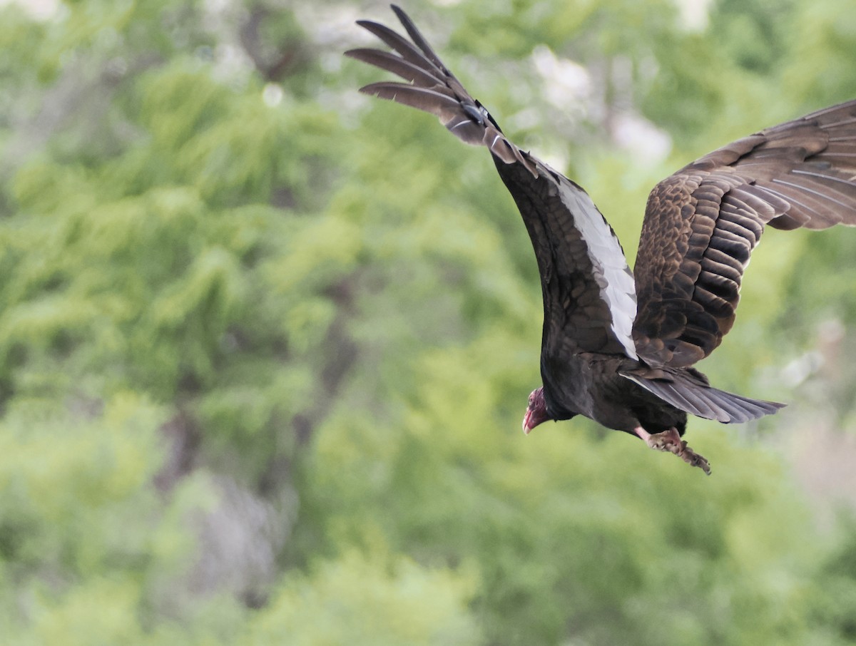 Turkey Vulture - ML618389128