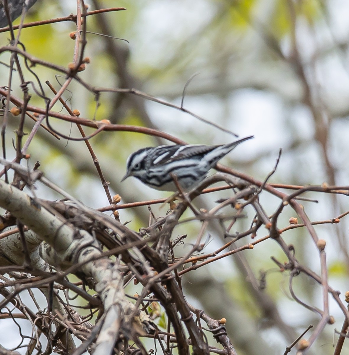 Black-and-white Warbler - ML618389145