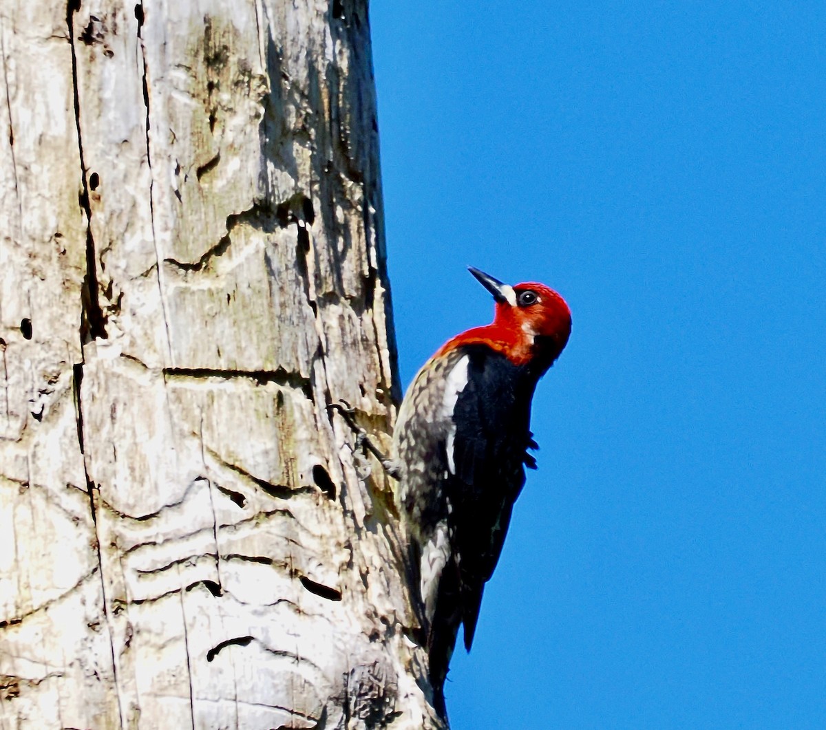 Red-breasted Sapsucker - ML618389149