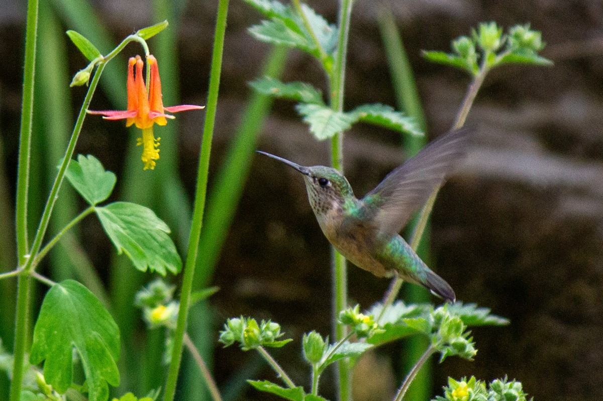 hummingbird sp. - ML618389162