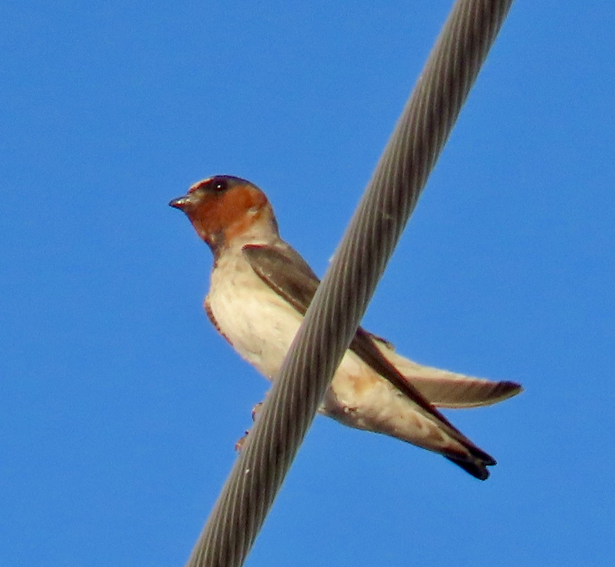 Cliff Swallow - Don Witter