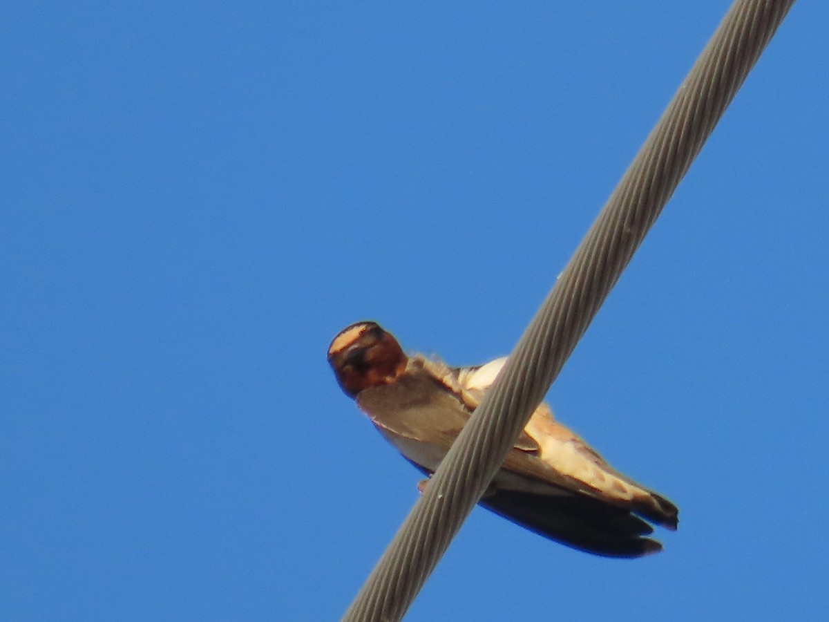 Cliff Swallow - Don Witter