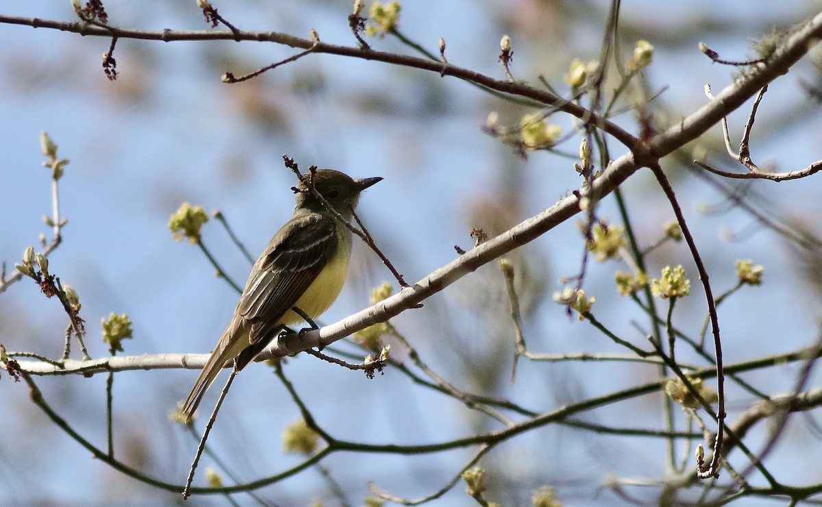 Great Crested Flycatcher - ML618389191