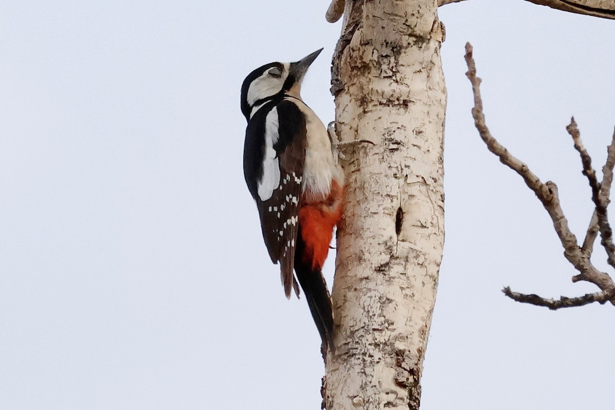 Great Spotted Woodpecker - ML618389209