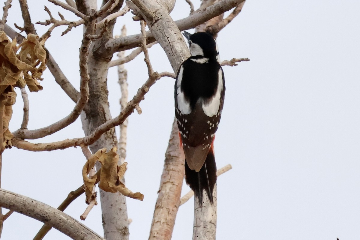 Great Spotted Woodpecker - ML618389210