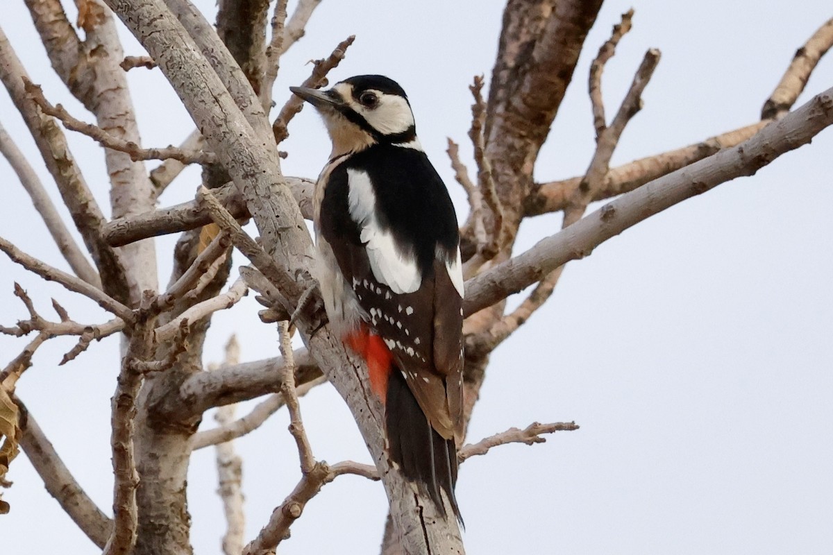 Great Spotted Woodpecker - ML618389211