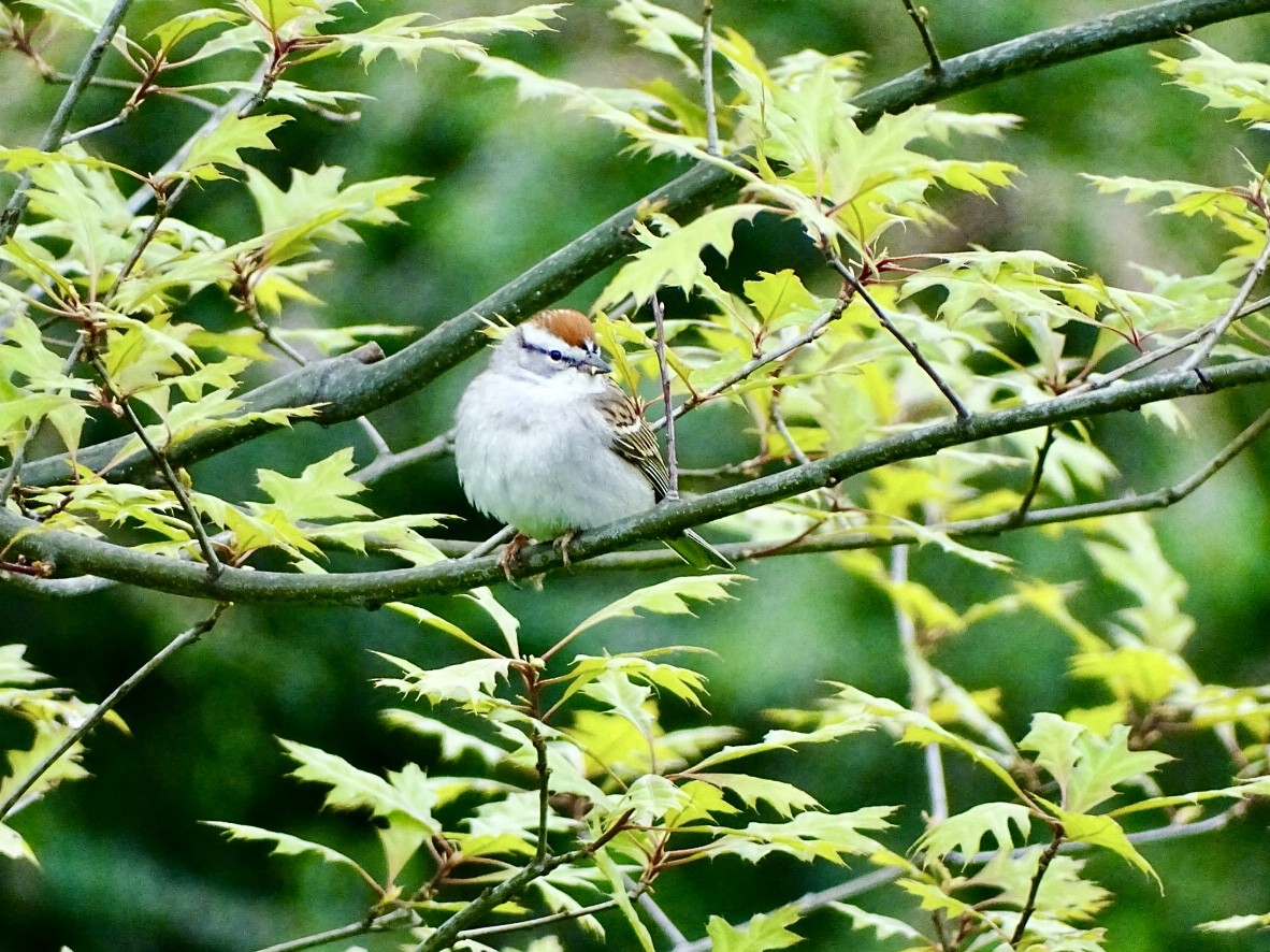Chipping Sparrow - ML618389215