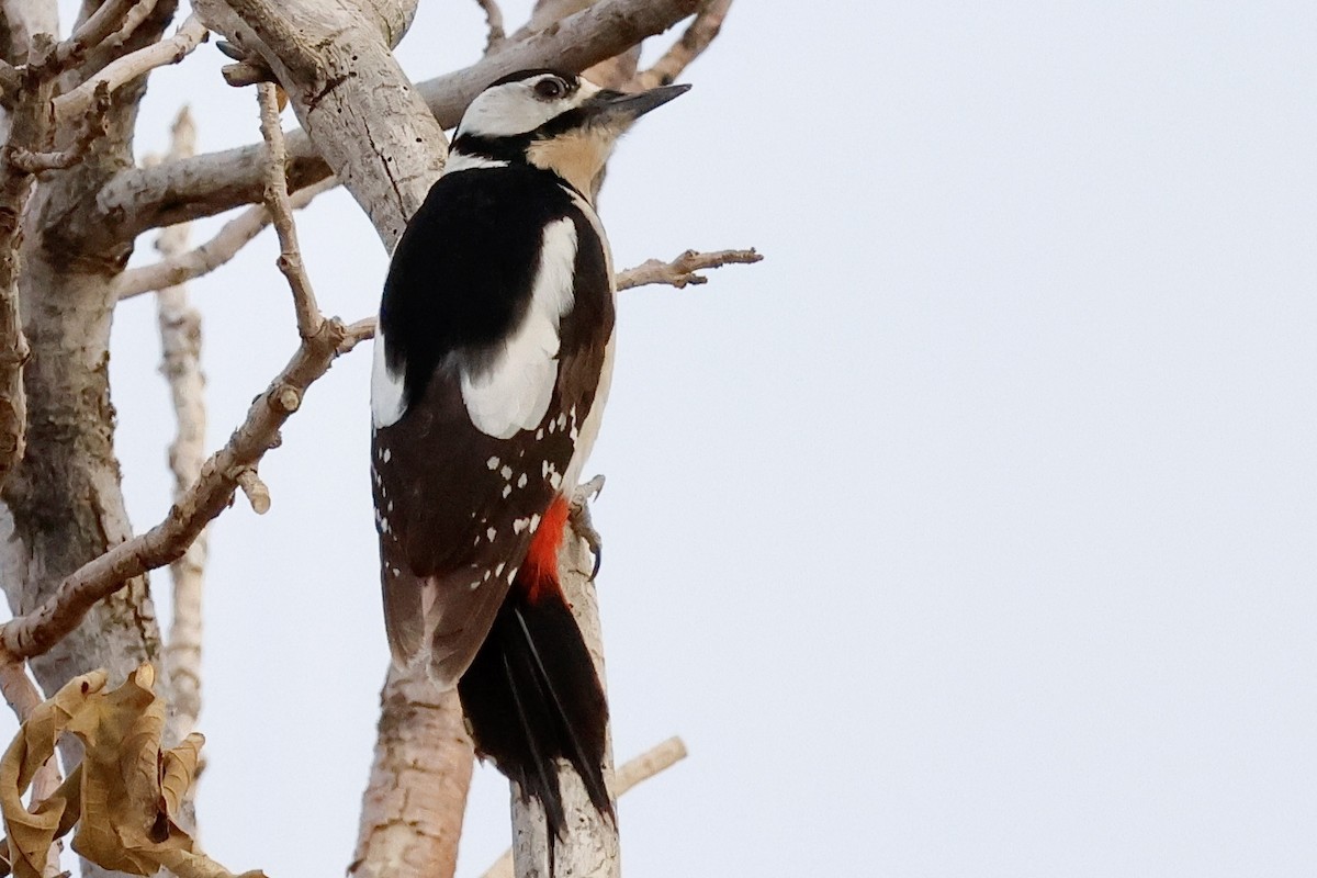 Great Spotted Woodpecker - ML618389226