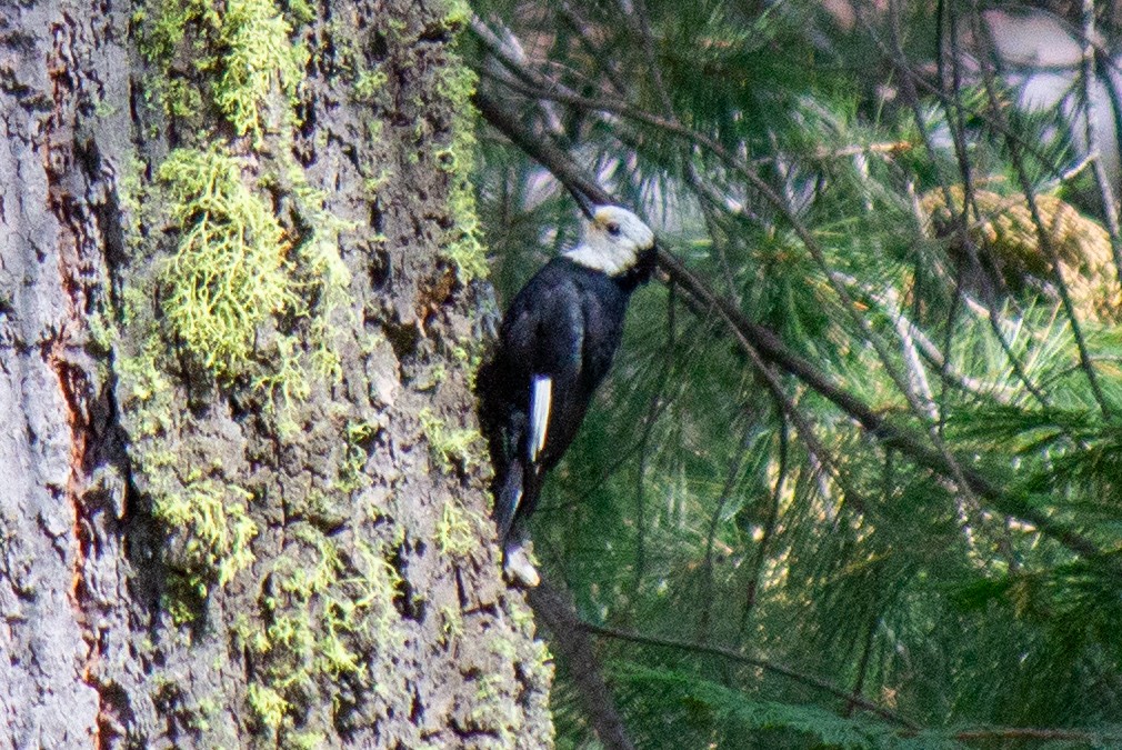 White-headed Woodpecker - ML618389244