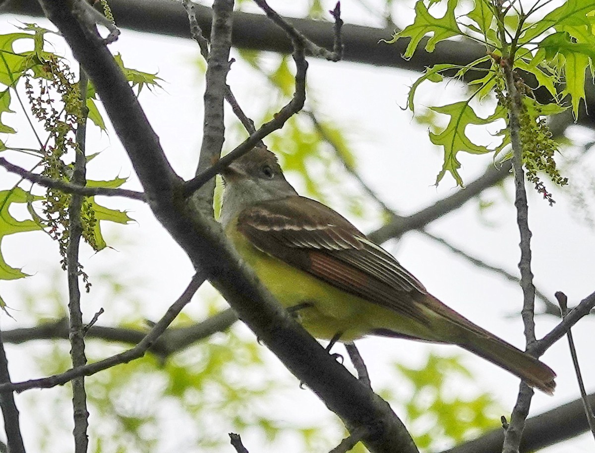 Great Crested Flycatcher - ML618389256