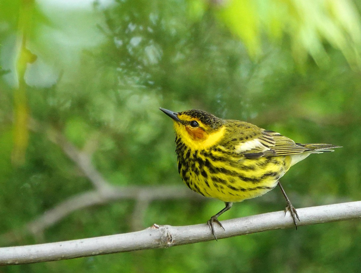 Cape May Warbler - ML618389275