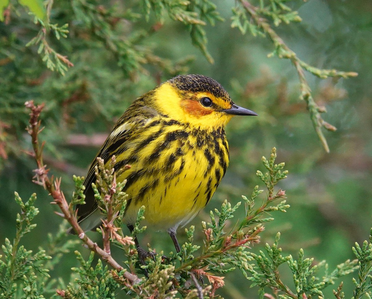 Cape May Warbler - ML618389287