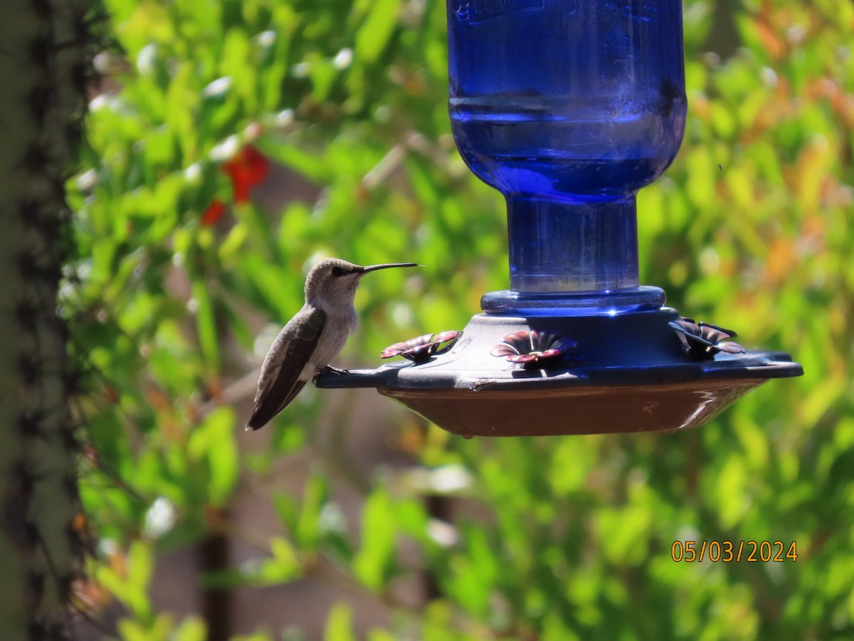 Costa's Hummingbird - Deborah Lauper