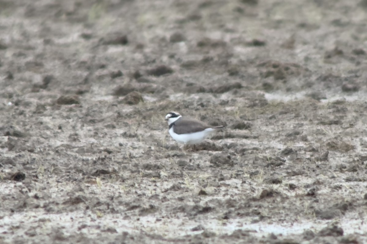 Common Ringed Plover - ML618389352