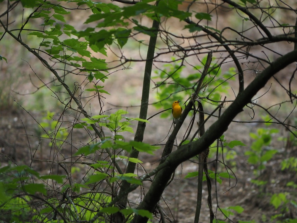 Prothonotary Warbler - ML618389369