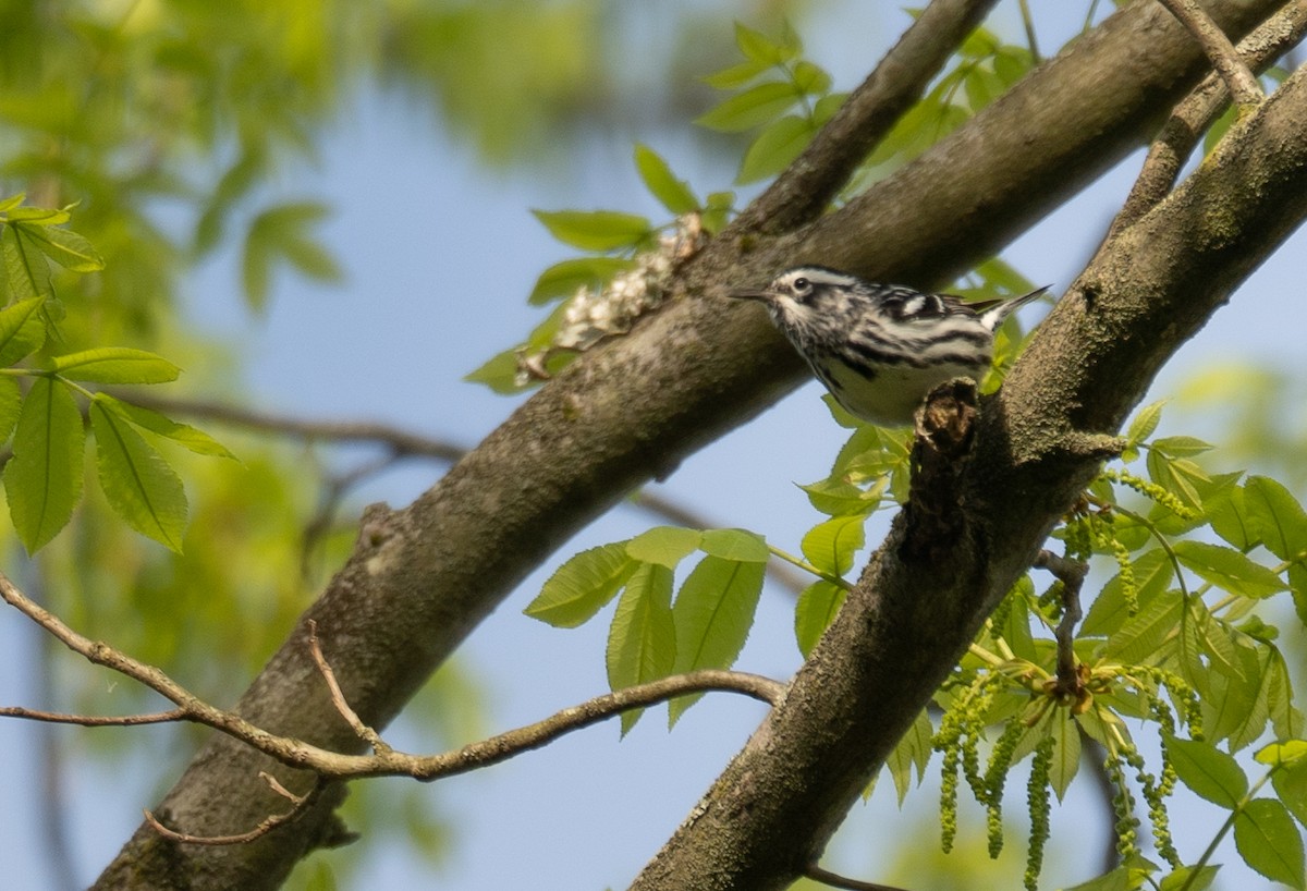Black-and-white Warbler - ML618389373