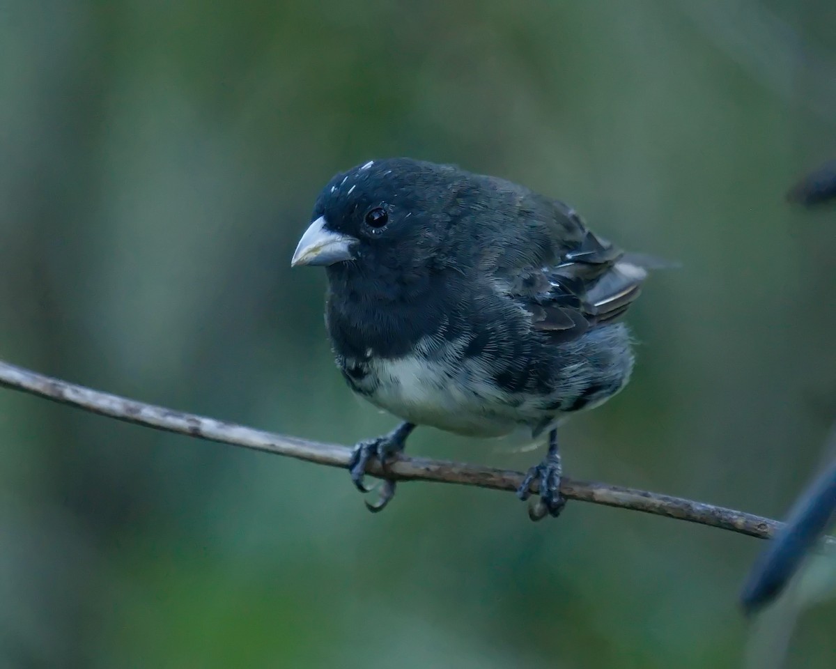Yellow-bellied Seedeater - ML618389382