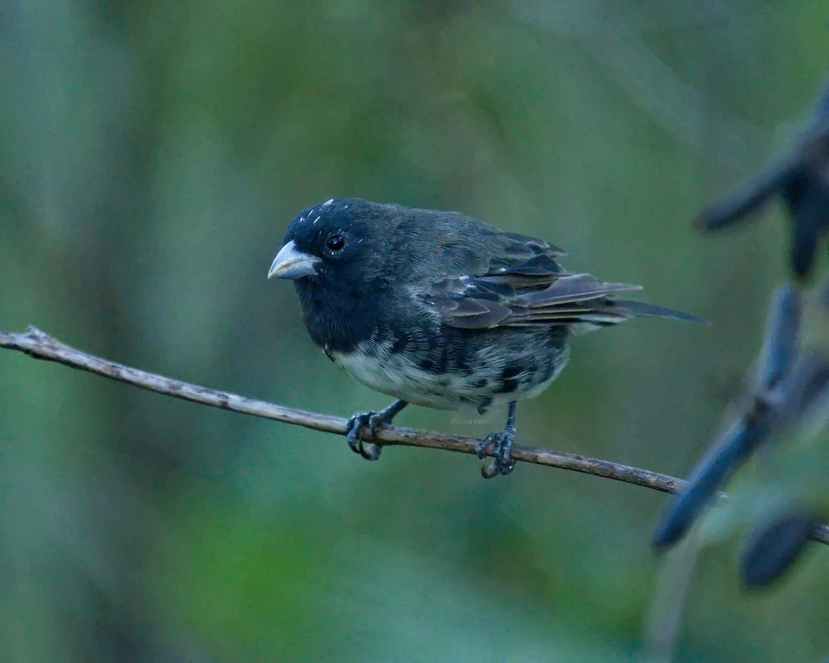Yellow-bellied Seedeater - ML618389383